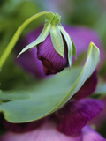 Buy Close-up of Bud Opening in Spring at AllPosters.com