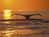 Humpback Whale Photographic Print