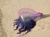 Portuguese Man O' War Jellyfish, Turneffe Caye, Belize