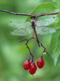 Dragonfly on Branch