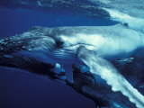 Humpback Whale with Calf Photographic Print