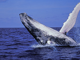 Humpback Whale Breaching, Dominican Republic, Caribbean Photographic Print
