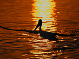 Silhouette of Brown Pelican Taking Flight, Bolsa Chica Lagoon, California, USA