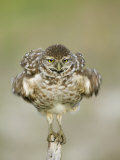 Close-up of Burrowing Owl Shaking Its Feathers on Fence Post, Cape Coral, Florida, USA
