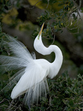 Great Egret Exhibiting Sky Pointing on Nest, St. Augustine, Florida, USA