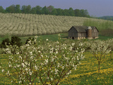 Old Barn Next to Blooming Cherry Orchard and Field of Dandelions, Leelanau County, Michigan, USA