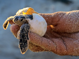 Buy Baby Turtle, Ruta Maya, Mexico at AllPosters.com