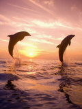 Bottlenose Dolphins, Caribbean Sea Near Roatan, Honduras