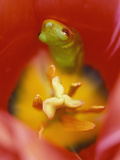 Frog in Tulip