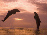 Bottlenose Dolphins, Caribbean Sea Near Roatan, Honduras