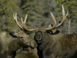 Close-up of Male and Female Moose Nuzzle, Anchorage, Alaska, USA