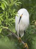 Snowy Egret Perches on Tree Limb Above Nest, St. Augustine, Florida, USA