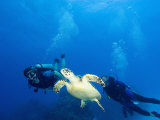 Scuba Divers with Hawksbill Turtle, Half Moon Caye, World Heritage Site, Barrier Reef, Belize