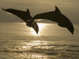 Bottlenose Dolphins, Caribbean Sea