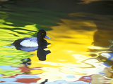 Lesser Scaup Drake, Coronado, California, USA