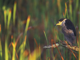 Black-Crowned Night Heron Perched on Tree Limb Among Reeds, Shark Valley, Everglades National Park