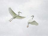 Snowy Egrets Fighting, Sanibel, Florida, USA