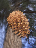 Buy Close-up of Pine Cone Falling from a Ponderosa Pine Tree, Sierra Nevada Mountains, California, USA at AllPosters.com