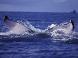 Whale Tail, Alaska, USA Photographic Print