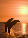 Bottlenose Dolphins, Caribbean Sea