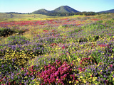 Wildflowers Near Lake Cuyamaca and Stonewall Peak, Cuyamaca Rancho State Park, California, USA