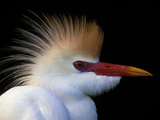 Portrait of Cattle Egret in Breeding Plumage, St. Augustine Alligator Farm, St. Augustine, Florida