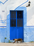 Detail of Siamese Cat in Doorway with Wrought Iron Cover, Puerto Vallarta, Mexico