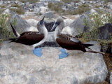 Blue-Footed Boobies in Skypointing Display, Galapagos Islands, Ecuador