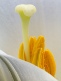 Lily Stamen Close-up