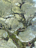 Snow and Moss on Live Oak Tree in Cuyamama Rancho State Park, California, USA
