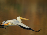 White Pelican Flying Over Lake, Santee Lakes Park, California, USA