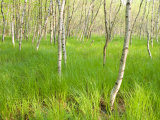 Buy Paper Birch Trees on the Edge of Great Meadow, Near Sieur De Monts Spring, Acadia National Park at AllPosters.com