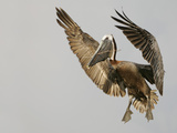 Brown Pelican Flying with Nest-Building Material, Little Bird Key, Tierra Verde, Florida, USA