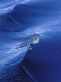 Buy Pattern from Wake Behind Boat, Inside Passage, Alaska, USA at AllPosters.com