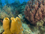 Buy Couple Scuba Diving, Sponge Formations, Half Moon Caye, Barrier Reef, Belize at AllPosters.com