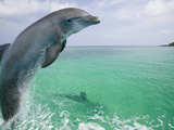 Bottlenose Dolphins, Caribbean Sea