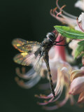 Close-up of Dragonfly Backlit on Azalea, Georgia, USA