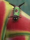 Close-up of Caterpillar on Heliconia Plant, Costa Rica