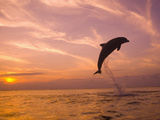 Bottlenose Dolphins, Caribbean Sea Near Roatan, Honduras