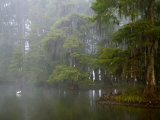 Great Egret Reflected in Foggy Cypress Swamp, Lake Martin, Louisiana, USA