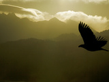 Silhouette of Bald Eagle Flying Against Mountains and Sky, Homer, Alaska, USA
