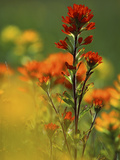 Red Indian Paintbrush Flower in Springtime, Nature Conservancy Property, Maxton Plains