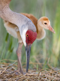 Close-up of Sandhill Crane and Chick at Nest, Indian Lake Estates, Florida, USA
