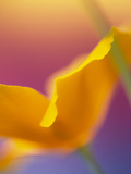 Abstract Close-up of Poppy Flower
