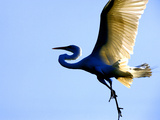 Great Egret in Flight, St. Augustine, Florida, USA