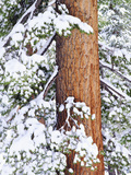 Fresh Snow on Red Fir Trees, Sierra Nevada Mountains, California, USA