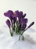 Crocus in the Snow