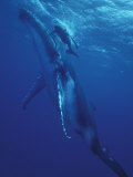 Humpback Whale and Calf, Tonga, South Pacific Photographic Print