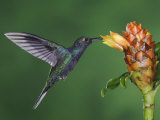 Violet Sabrewing in Flight Feeding on Spiral Ginger, Central Valley, Costa Rica