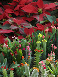 Christmas Poinsettias with Flowering Cactus in Market, San Miguel De Allende, Mexico